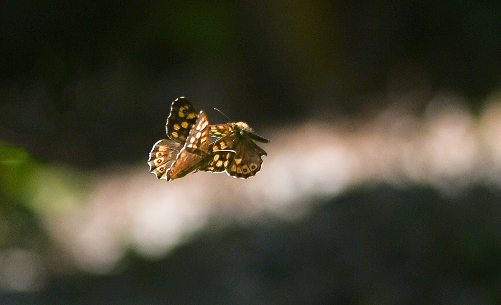 DSC_8452 copie 2.jpg