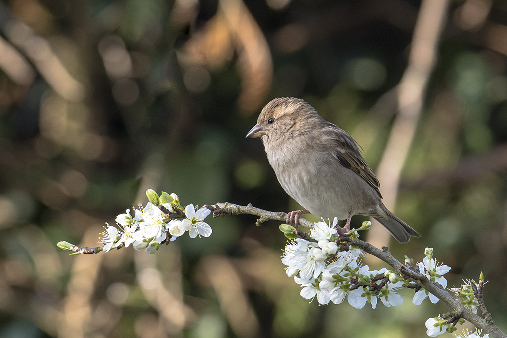 moineau 3.jpg