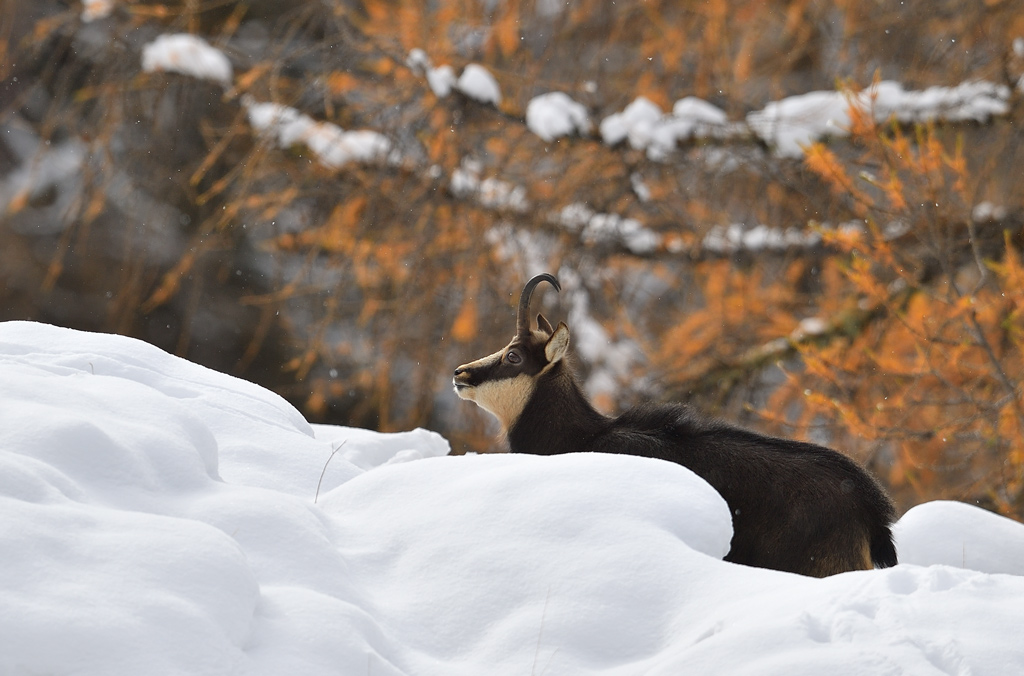 DS5_3042.jpg