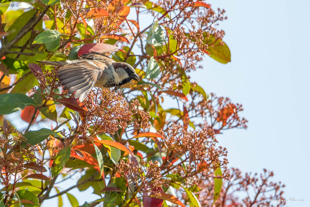 Moineau Domestique (Passer domesticus) House Sparrow-41.jpg