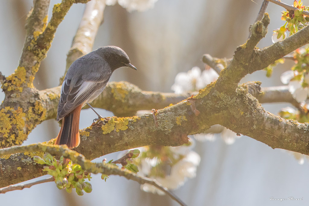 Rougequeue noir (Phoenicurus ochruros) Black redstart-2.jpg