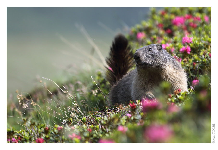 MarmotteBD03.jpg