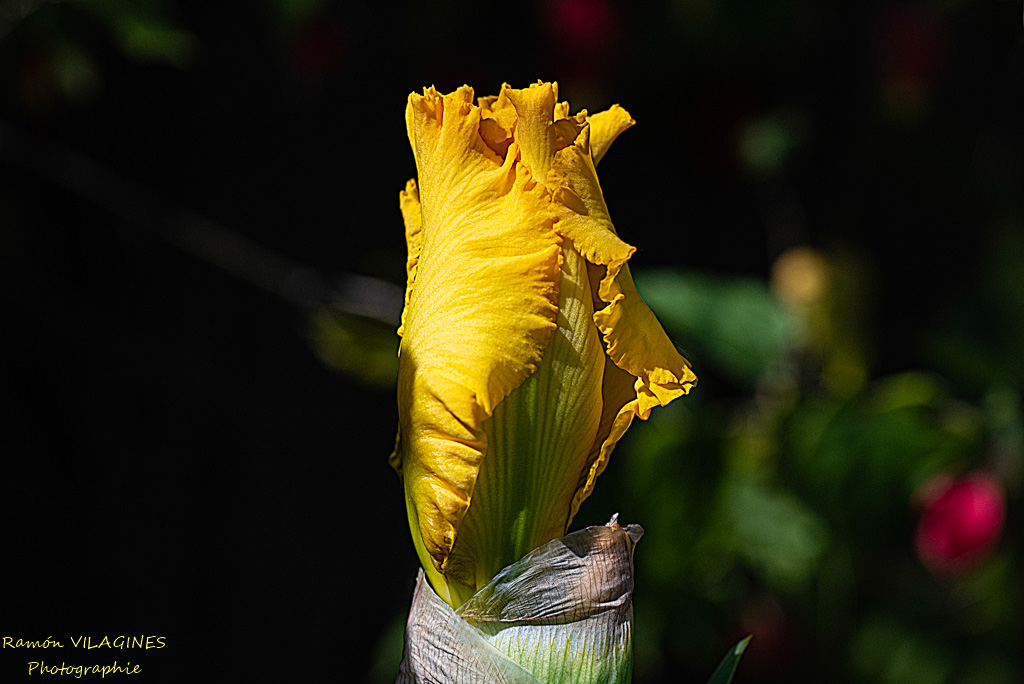 _D756972-ps.jpg