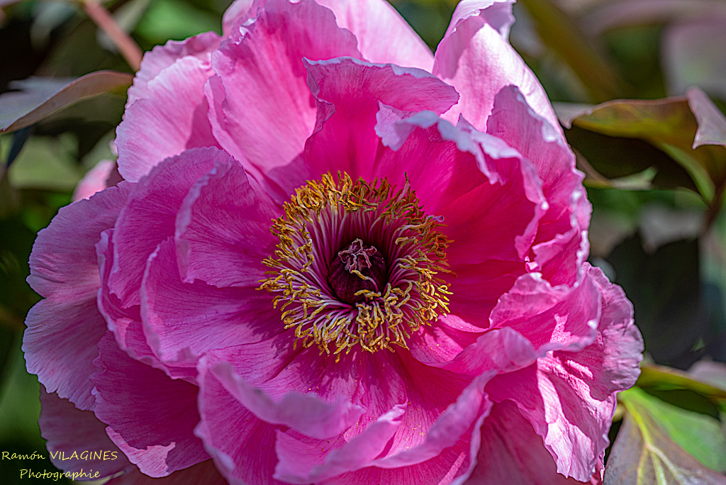 _D756977-ps.jpg