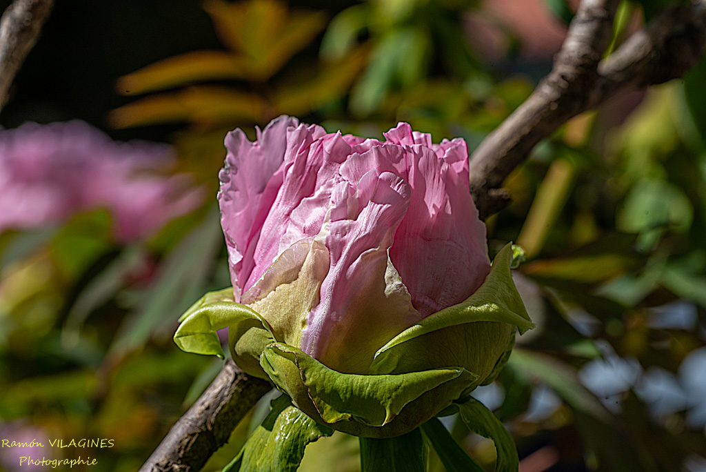 _D756974-ps.jpg