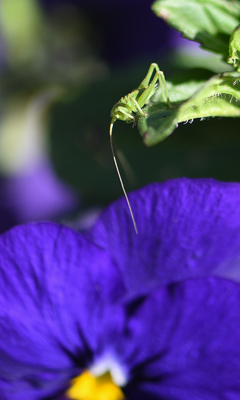 DSC_8236 copie 2.jpg