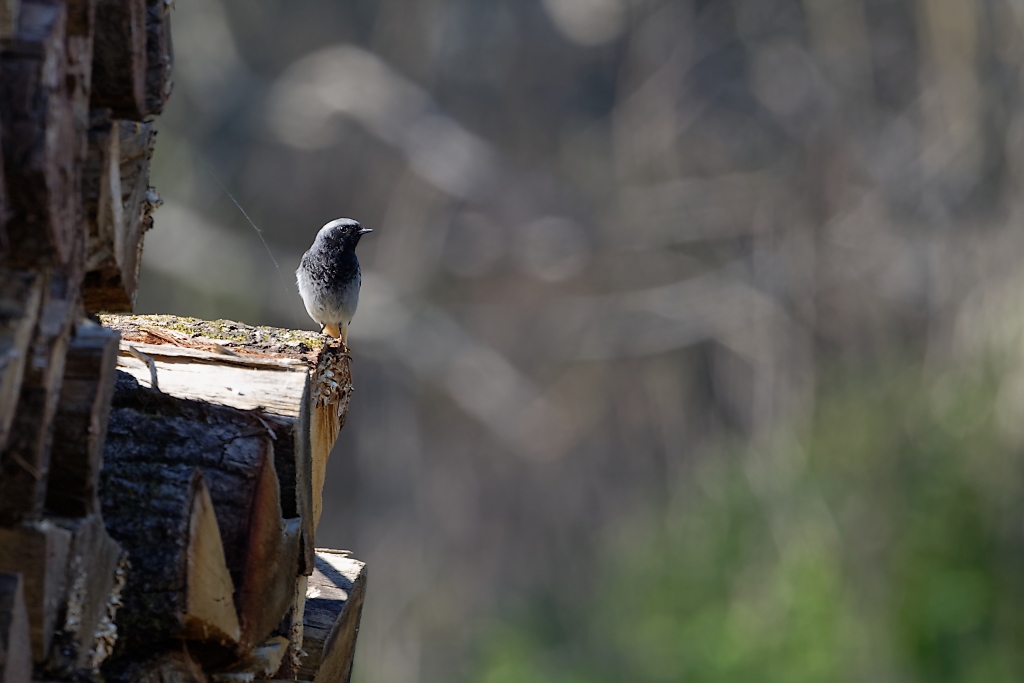 DSC_8171_DxO.jpg