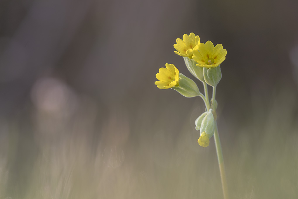 fleur 09 04 5.jpg