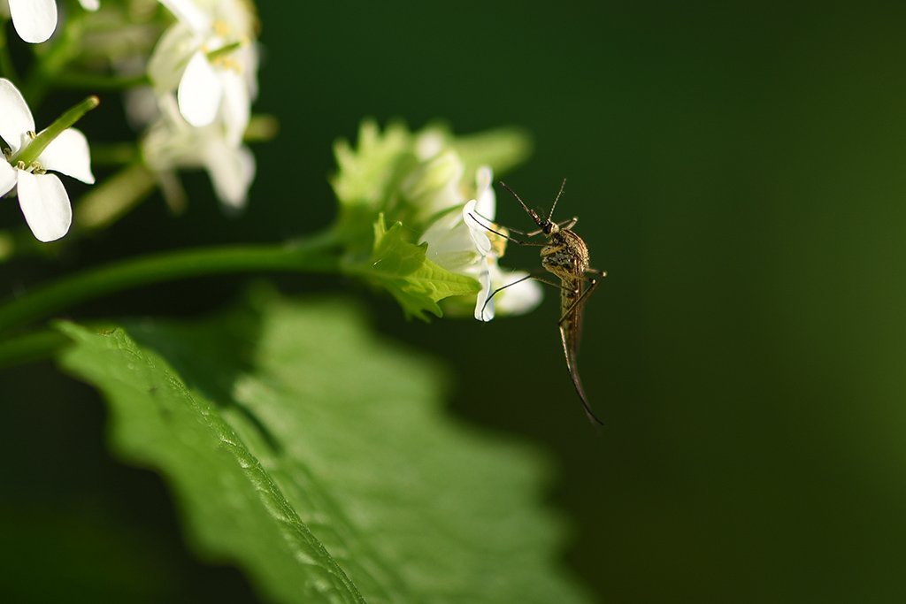 DSC_8747 copie.JPG