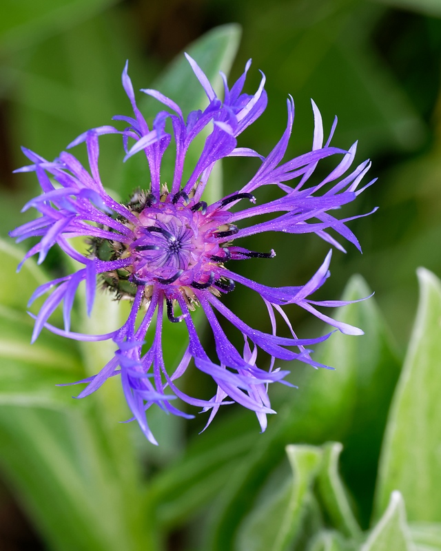 DSC_8265_DxO.jpg
