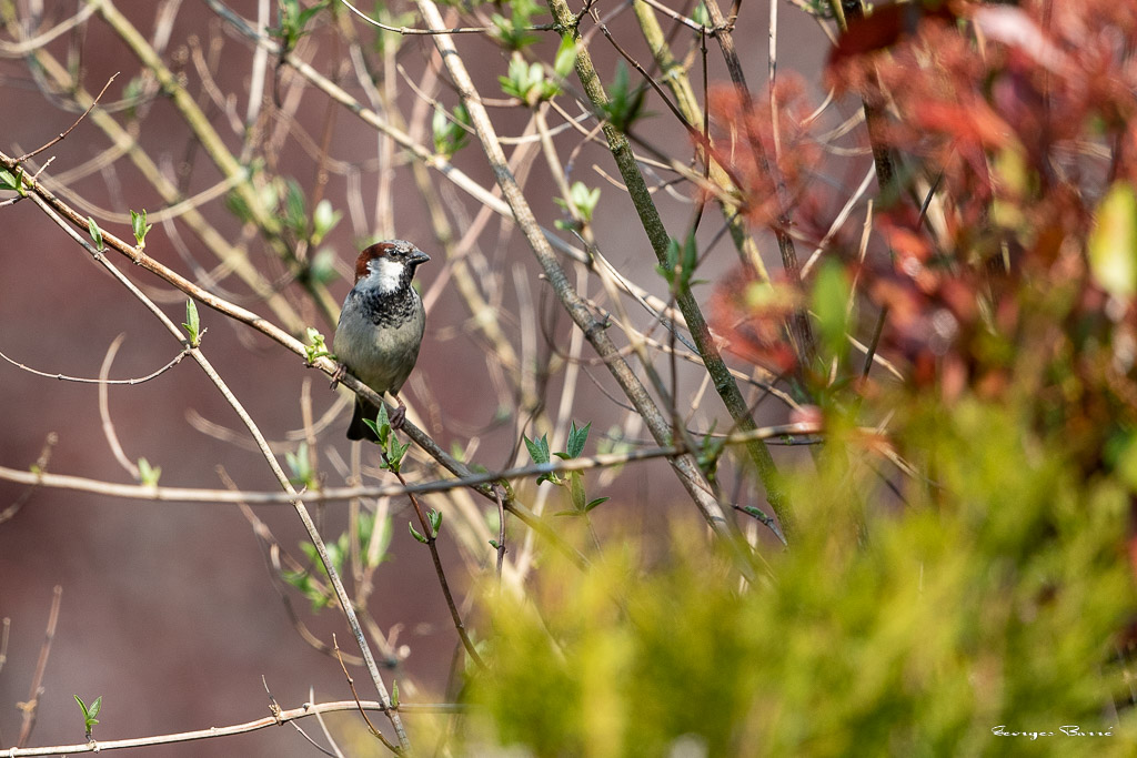 Moineau Domestique (Passer domesticus) House Sparrow-44.jpg