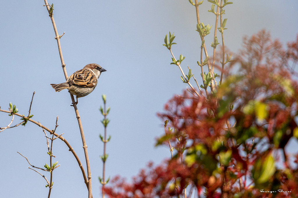 Moineau Domestique (Passer domesticus) House Sparrow-43.jpg