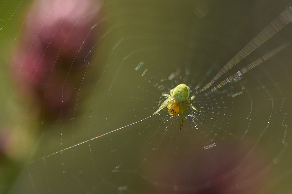 DSC_8890 copie 3.jpg