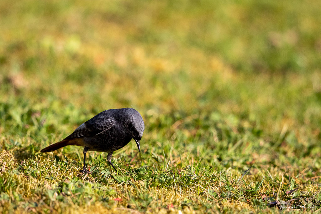 Rougequeue noir (Phoenicurus ochruros) Black redstart-19.jpg