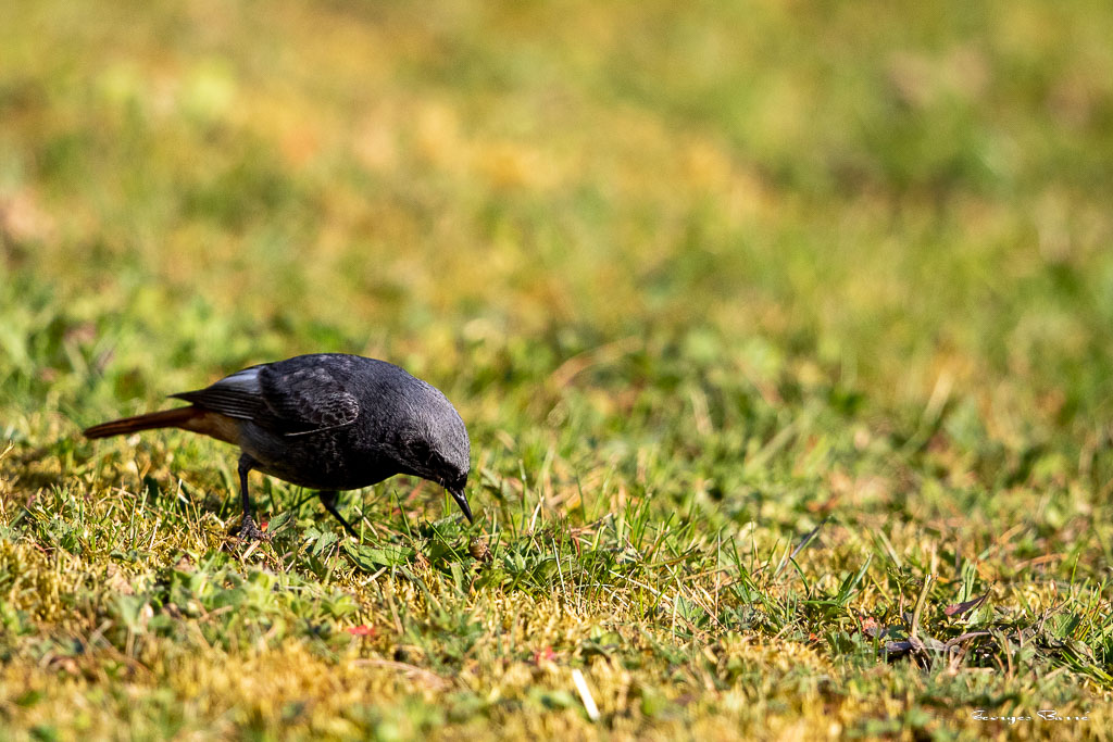 Rougequeue noir (Phoenicurus ochruros) Black redstart-16.jpg