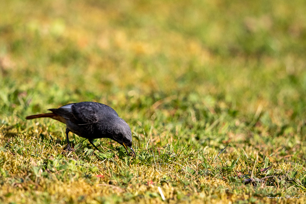 Rougequeue noir (Phoenicurus ochruros) Black redstart-17.jpg