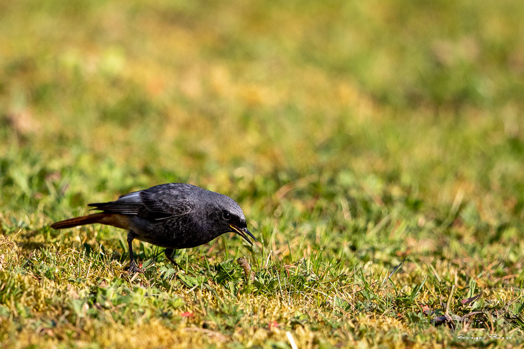 Rougequeue noir (Phoenicurus ochruros) Black redstart-21.jpg