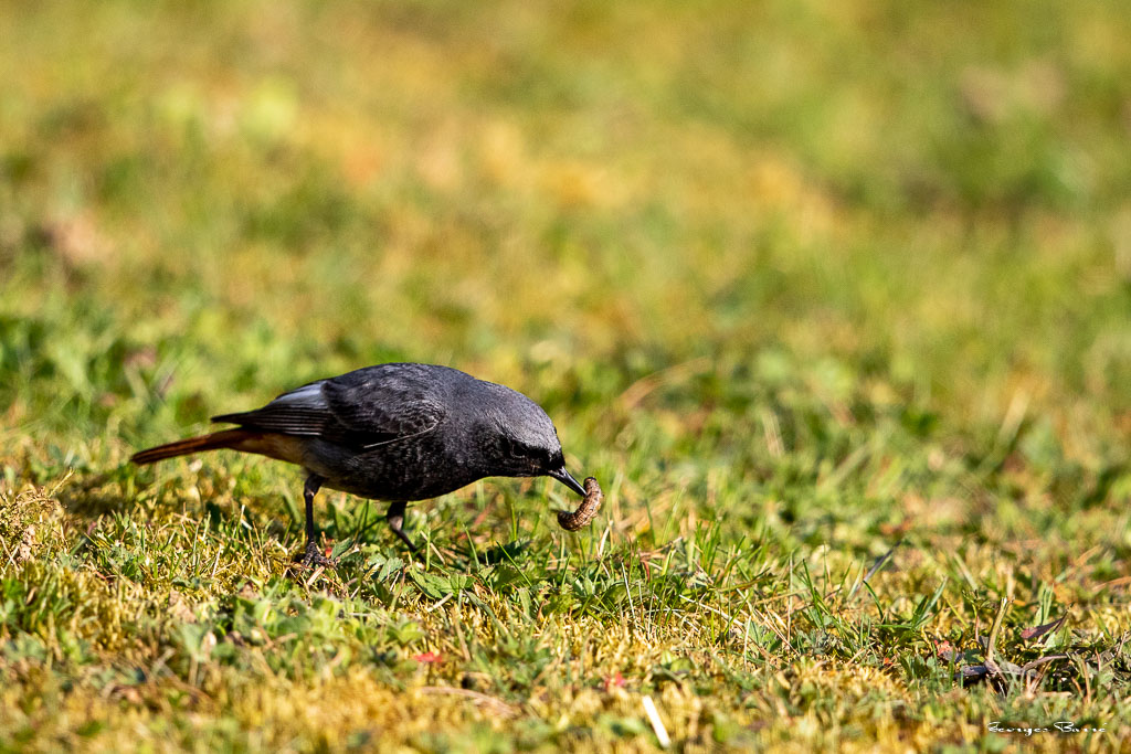 Rougequeue noir (Phoenicurus ochruros) Black redstart-18.jpg