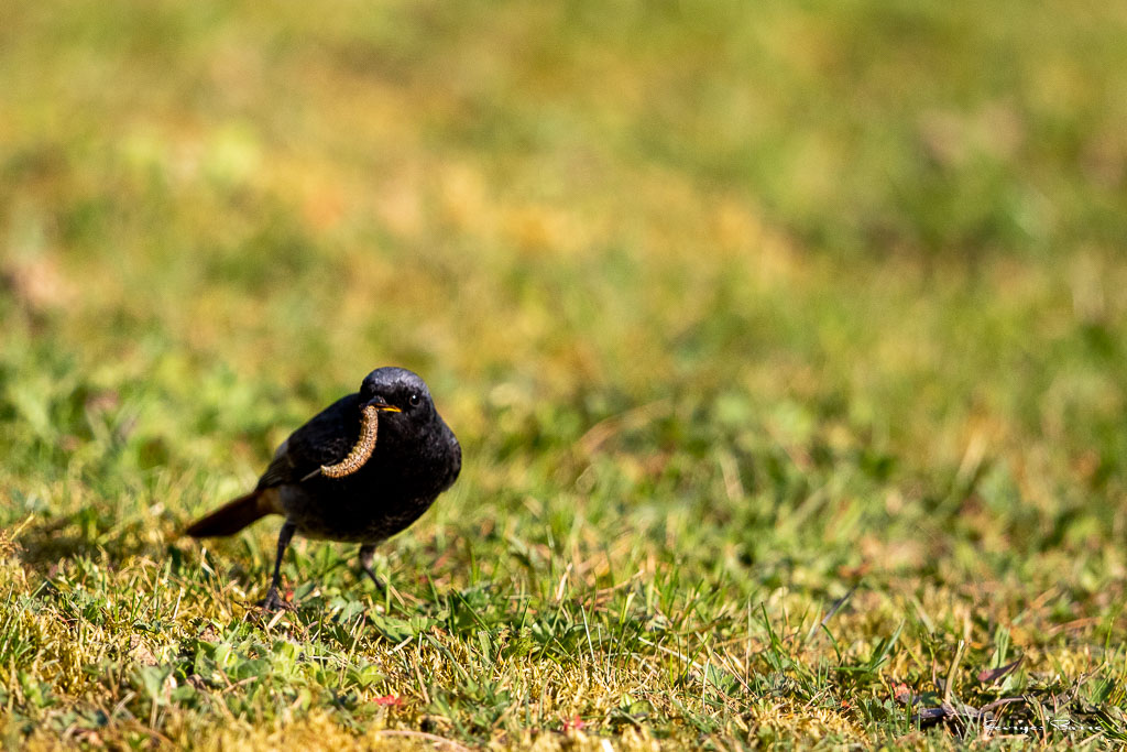 Rougequeue noir (Phoenicurus ochruros) Black redstart-25.jpg