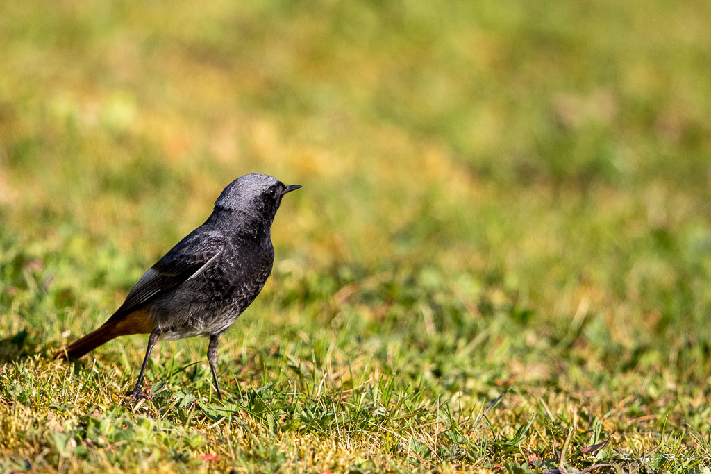 Rougequeue noir (Phoenicurus ochruros) Black redstart-43.jpg