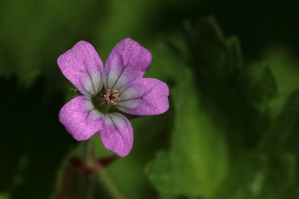 401 IMG_0510S  Erodium sicutarium.jpg