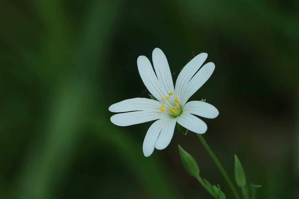 402 IMG_0526S Stellaria holostea.jpg