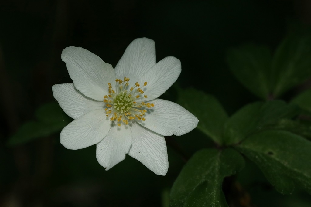 403 IMG_0555S Anemone nemerosa.jpg