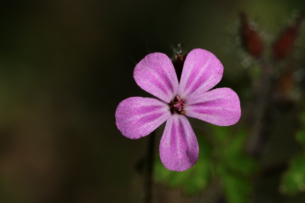 404 IMG_0587S Geranium robertianum.jpg