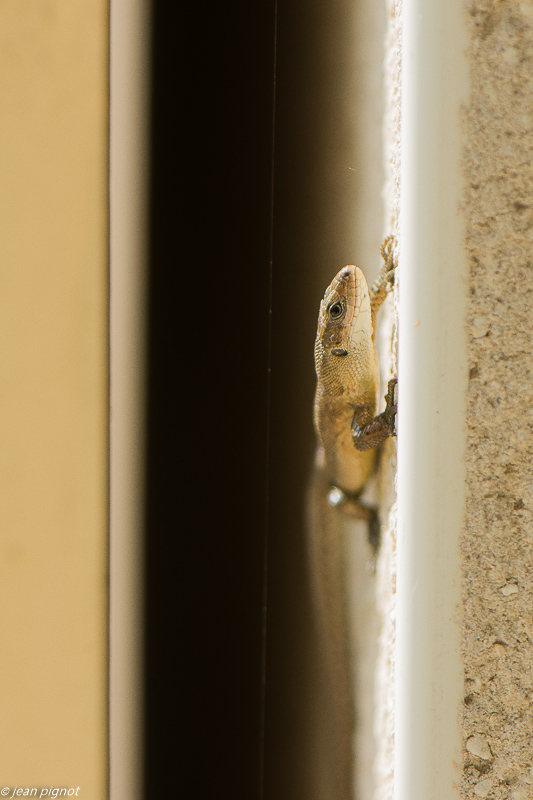lézard vivipare 04 2020-0558.jpg
