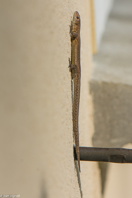lézard vivipare 04 2020-0562.jpg