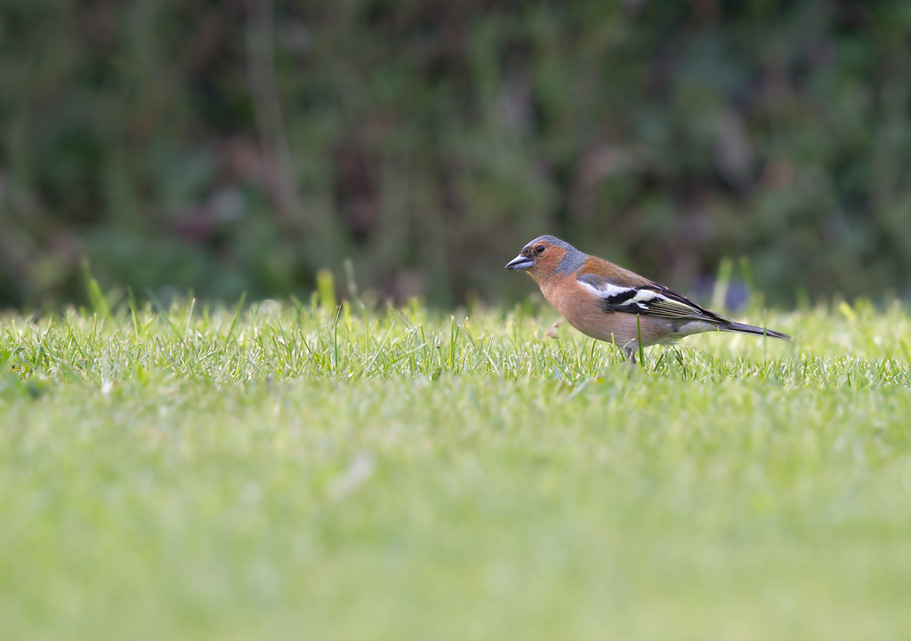 IMG_2400 IN.jpg