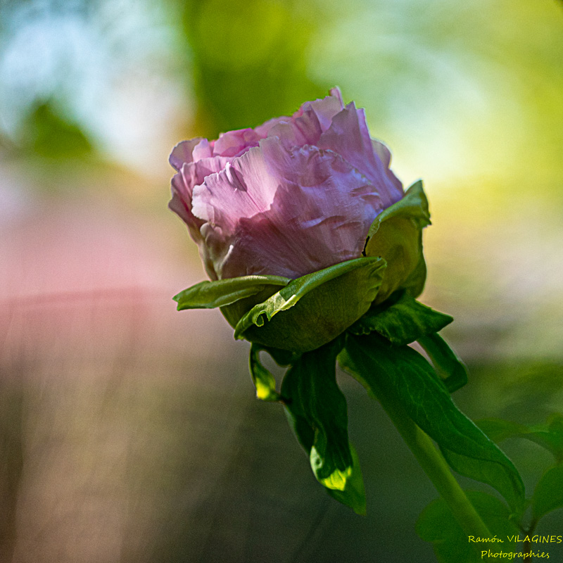 _D756990-ps.jpg