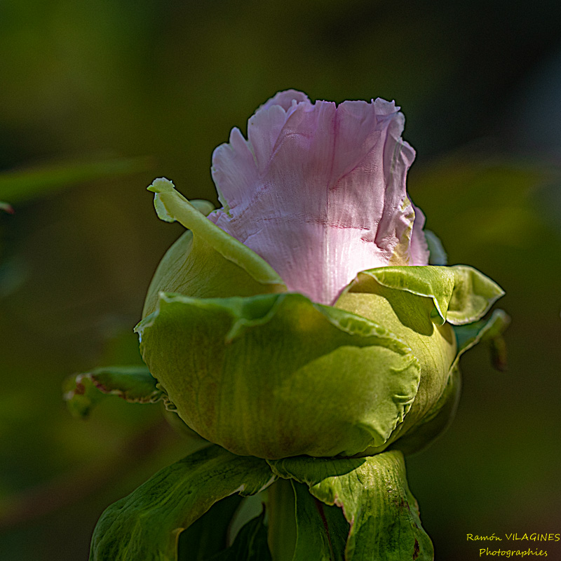 _D756992-ps.jpg