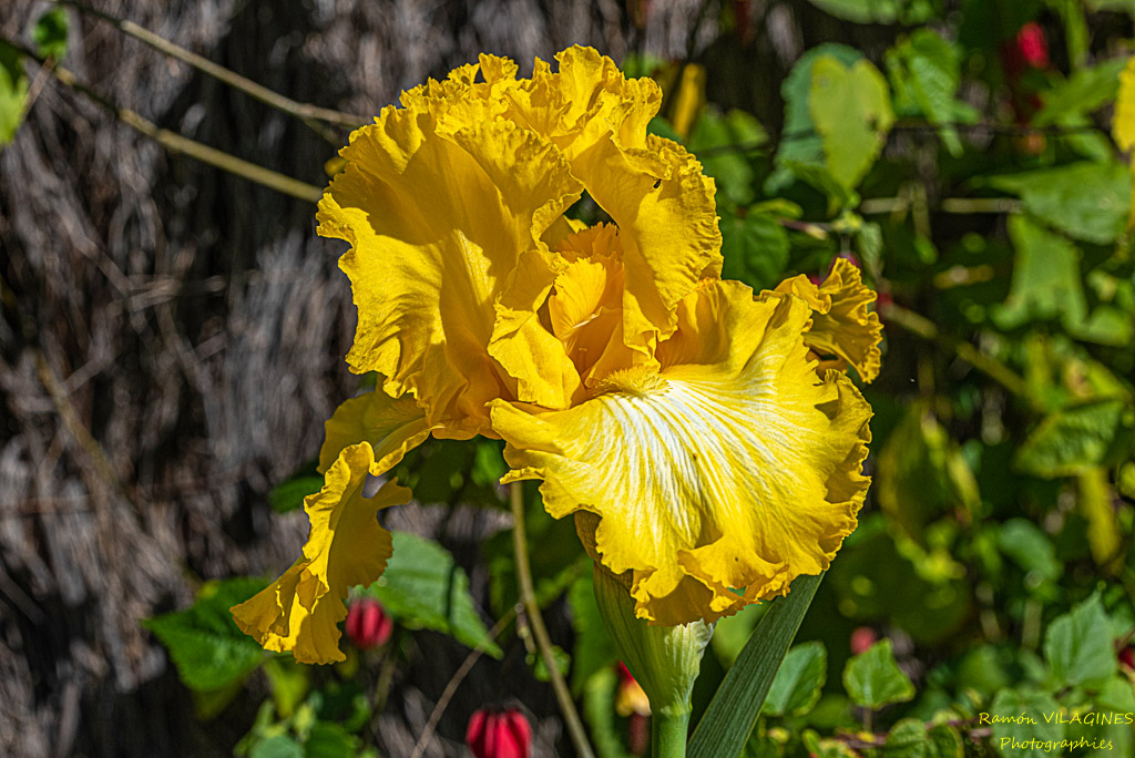 _D757003-ps.jpg