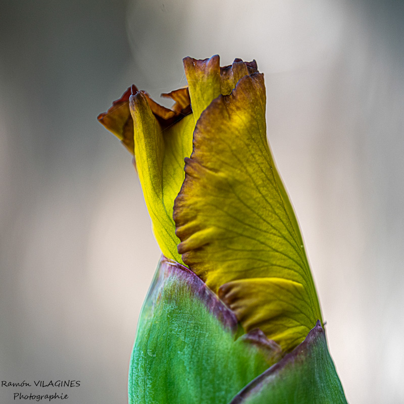 _D757016-ps.jpg