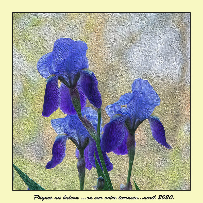 432-Iris du jardin.jpg