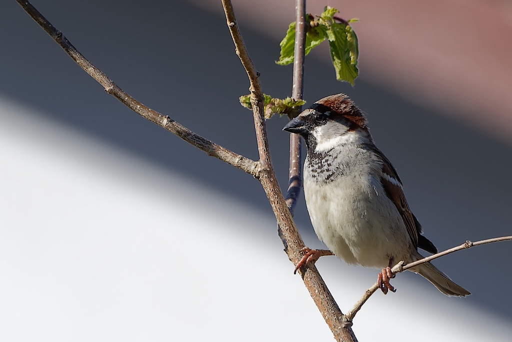 DSC_8227_DxO.jpg