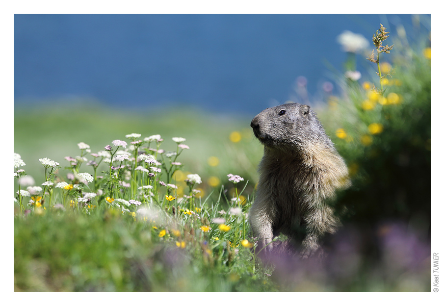MarmotteBD05.jpg