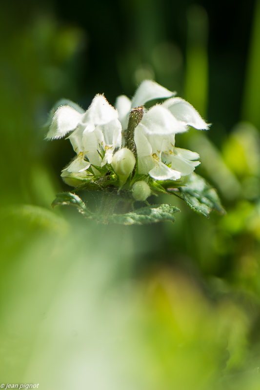 fleur blanche 04 2020-0631.jpg
