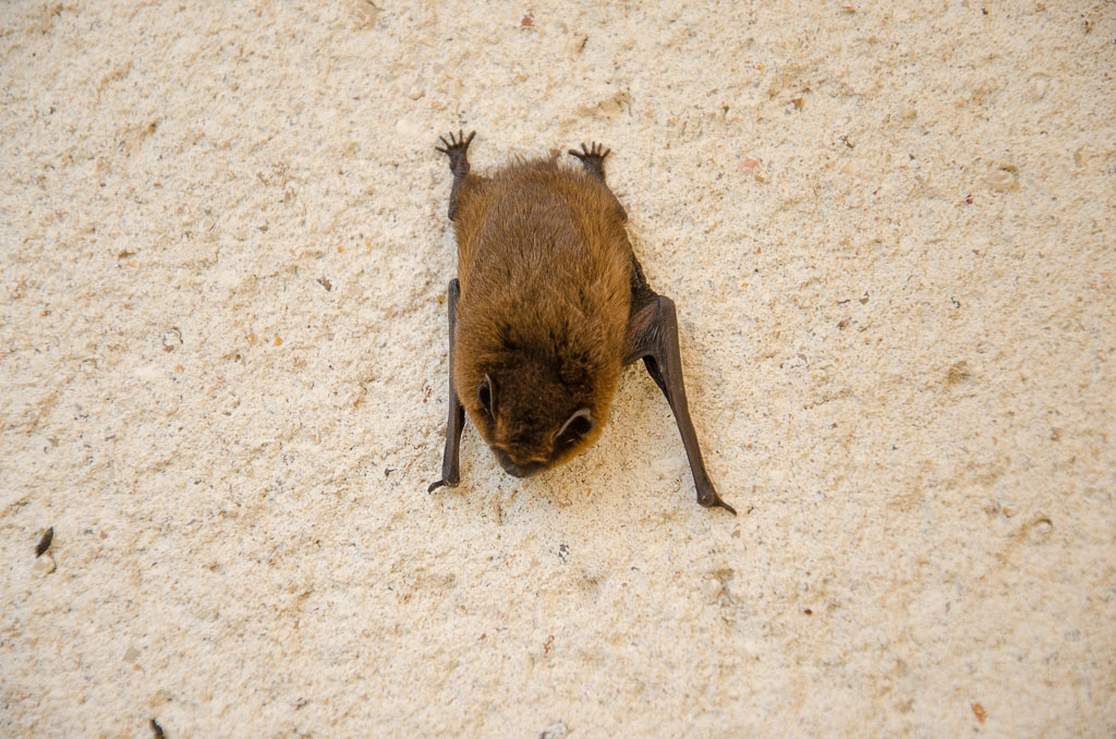 Pipistrelle-2.jpg
