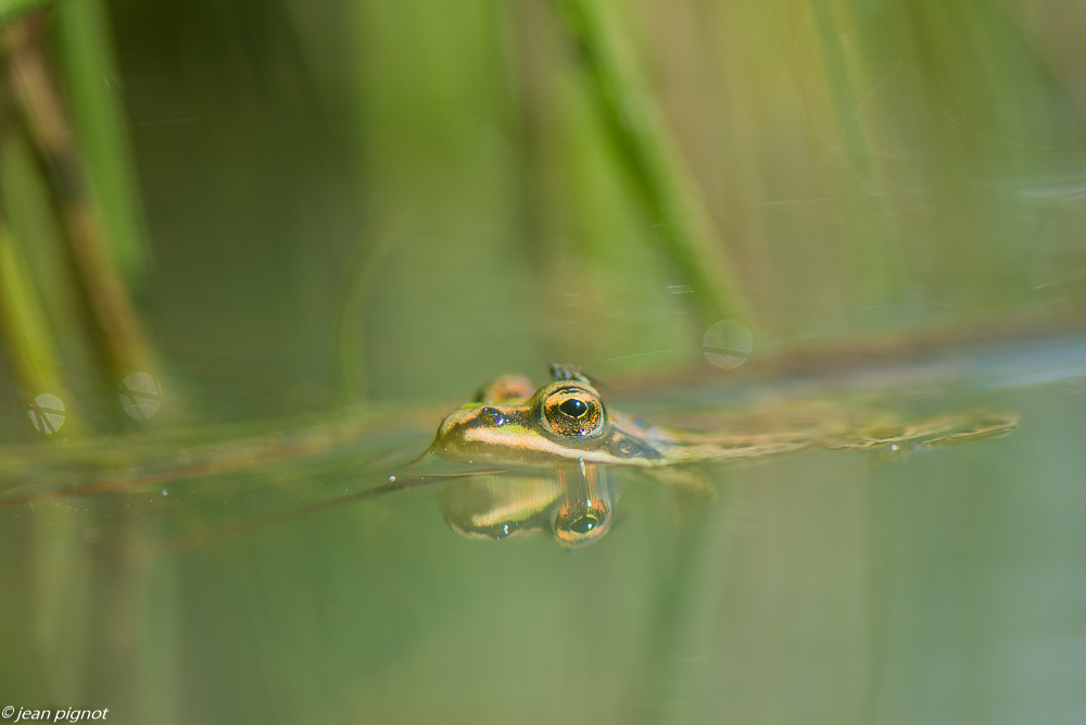 grenouille 04 2020-0627.jpg
