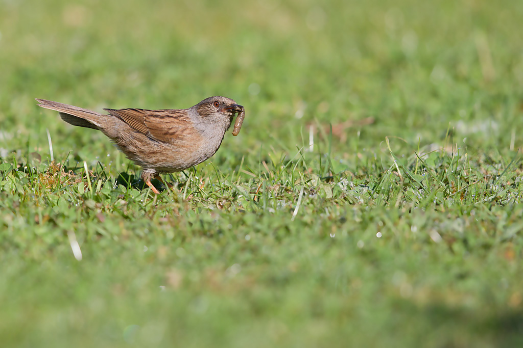 IMG_2440 -IN.jpg