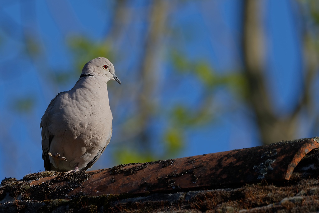 DSC_3252_DxO.jpg