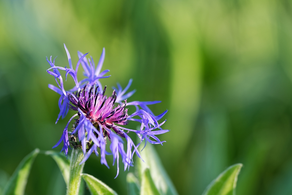 DSC_3272_DxO.jpg