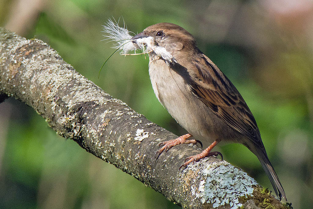 Moineau1.jpg