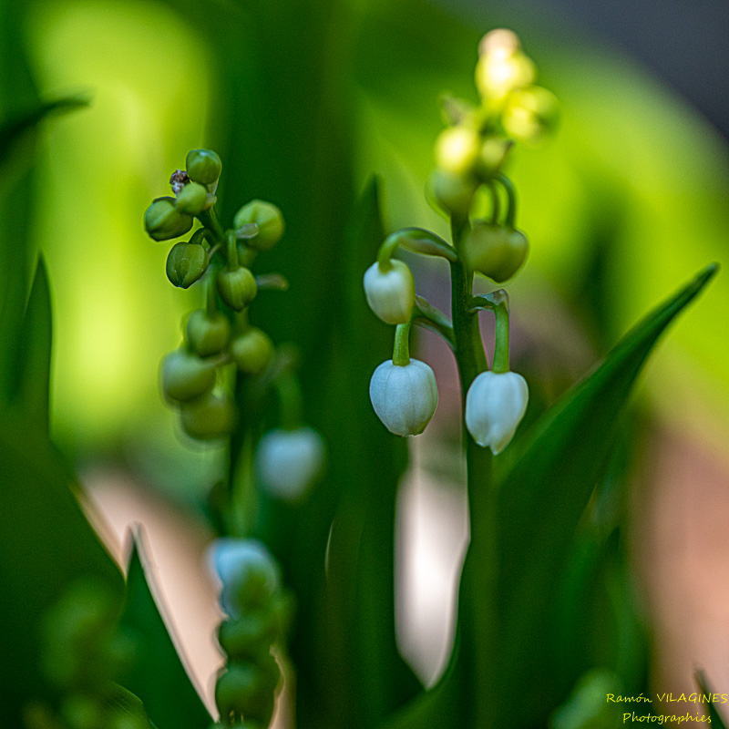_D757031-ps.jpg