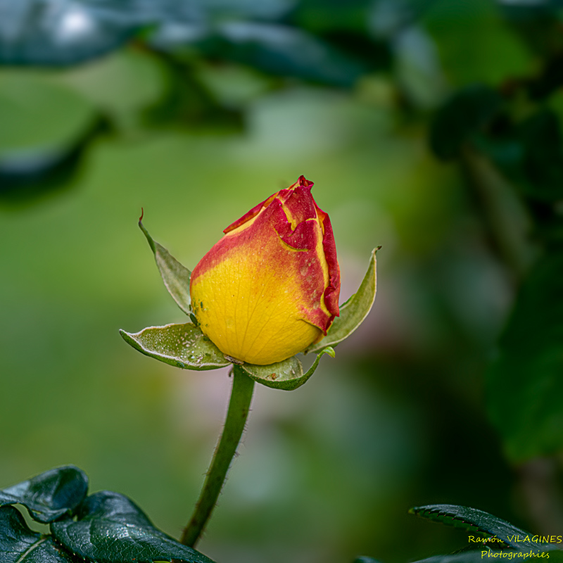 _D757038-ps.jpg