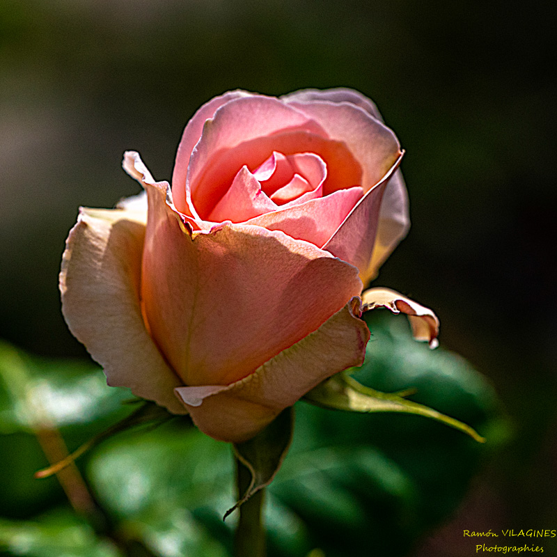_D757041-ps.jpg
