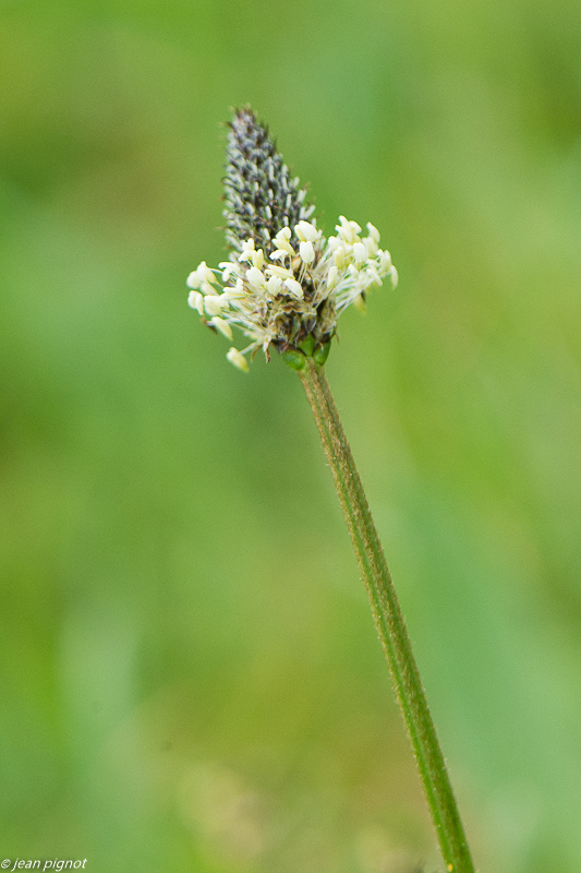 plante du champs 04 2020-0633.jpg