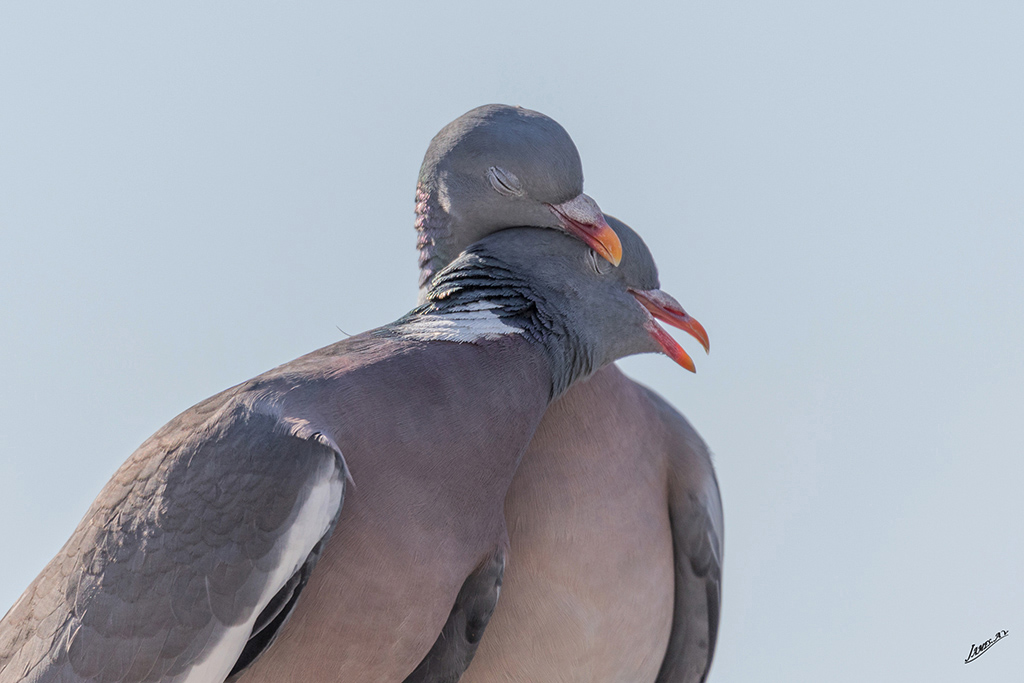 Confinement jardin 2020-1436.jpg
